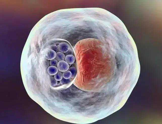 孕期饮食指南：打造健康美味，宝宝养分